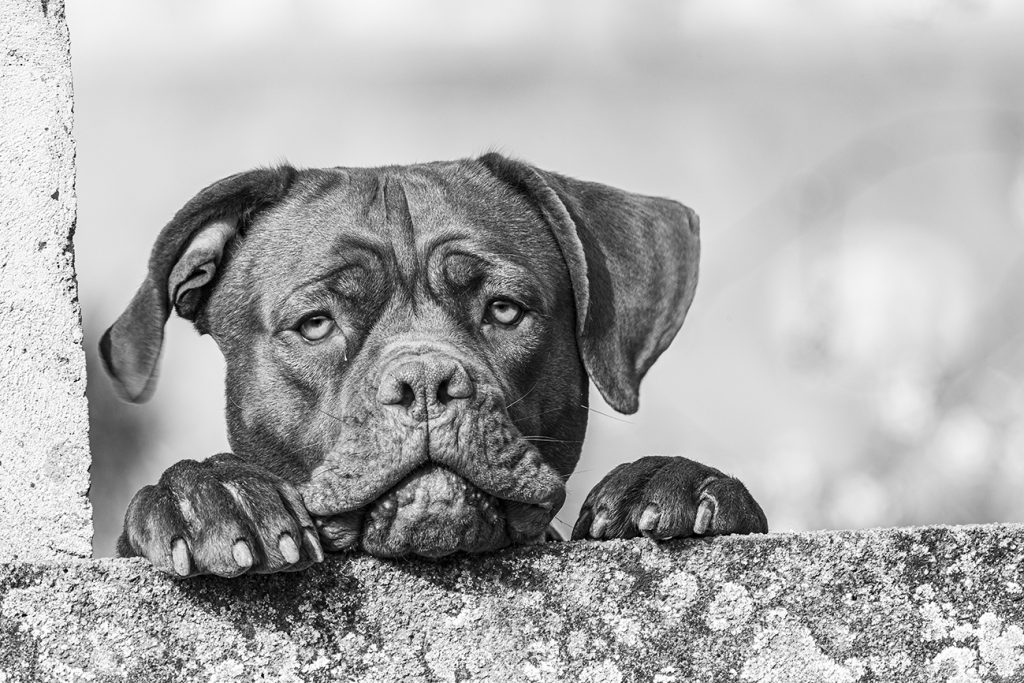 chien dog